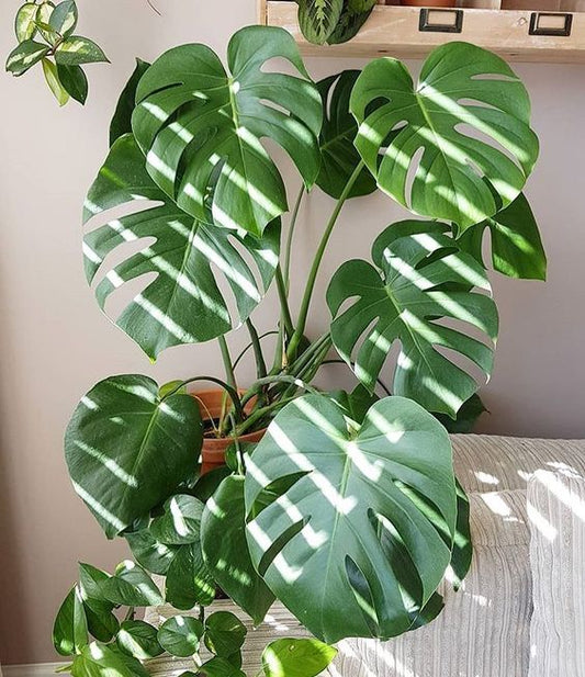 Creating a Healthier Home